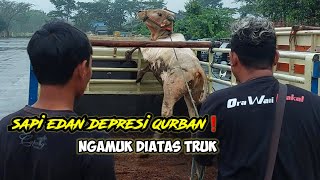 SAPI EDAN DEPRESI QURBAN❗️MENGAMUK DIATAS TRUK