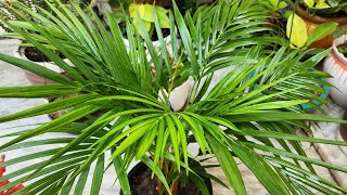 Areca palm (ऐरिका पाम) को हराभरा स्वस्थ रखने के लिए करें 4 काम beautiful Indoor plant