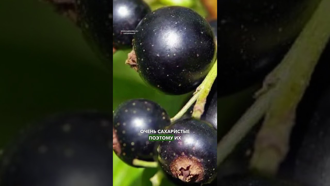 Самая крупная смородина - сорт Титания 🔥