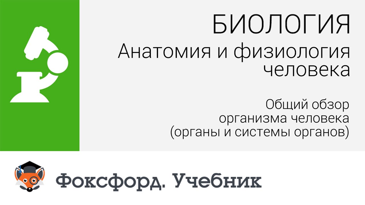 Шпаргалка: Основные понятия анатомии и физиологии человека