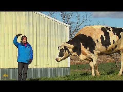 Video: Blesk A Poistenie Pre Hospodárske Zvieratá Niektoré Veci Sa Nikdy Nezmenia - Bezpečnosť Počasia A Vaše Zvieratá