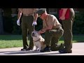 Marine Corps Mascot Bulldog, Chesty XIV, Promotion to Corporal Marine Corps Mascot Bulldog, Chesty XIV, Promotion to Corporal
