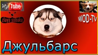 Собаки обожают детей! Не верите? Собаки обожают детей! Не верите?