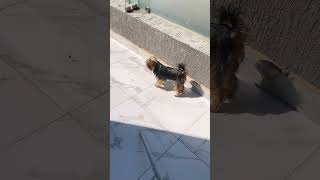 Just Another Day With The Fur Gang Fur-Family