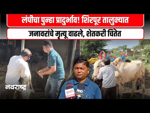 Dhule | शिरपूरमध्ये लंपीच्या लसीकरणानंतरही आजाराचा प्रादुर्भाव वाढल्याने शेतकरी चिंतेत