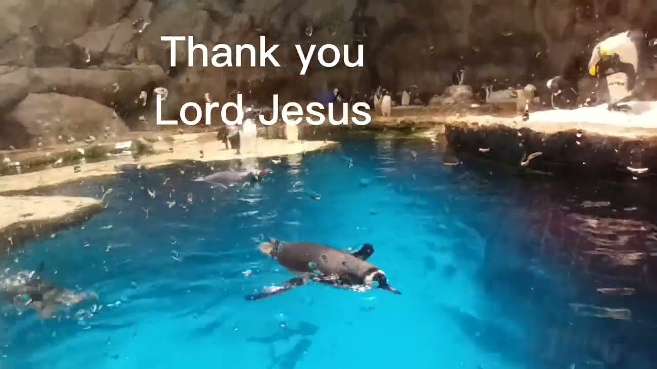 PENGUIN SHOW OCEAN PARK HONG KONG! @pinguinshow #oceanparkhongkong #tourism