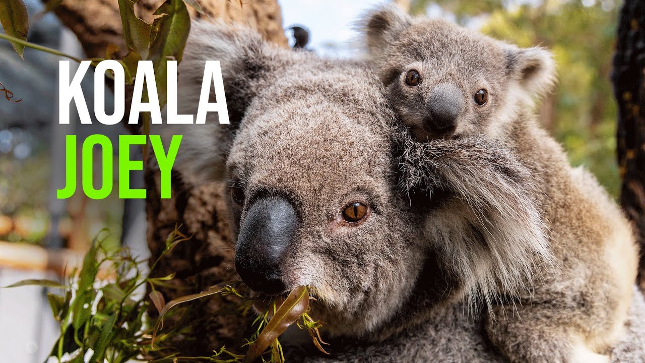 Koala - ZooBorns