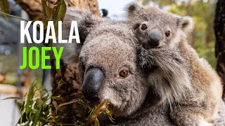 Tis The Season To Be Jolly Koala La La La La La La!