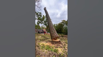 Logging Accidental Moment #loggers #tree #treecutting #oddlysatisfying