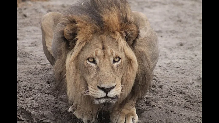 Our Botswana adventure - by Robyn Bentley