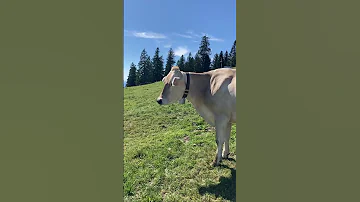 Visit Rigi SWITZERLAND Shorts 
