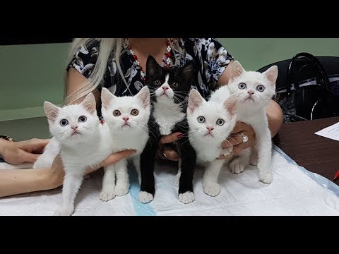 скоттиш-фолд кошки Презентация выпуска шотландских котят питомника УАЙТ КОУТ