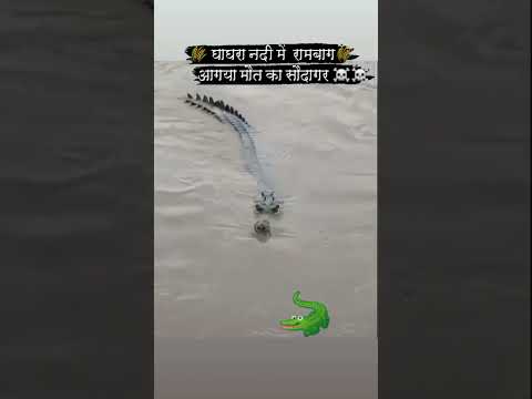 Crocodile Ghaghra River Ambedkar Nagar Shorts Viralshorts Raviofficial RaviOfficialVlogs