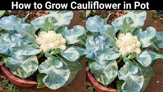 How to Grow Cauliflower in Pot At Home