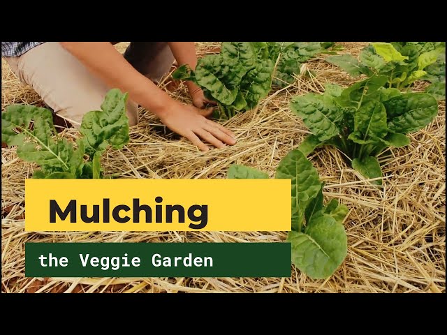 8 Essential Tips for Mulching with Straw in Your Vegetable Garden