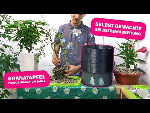 Video: Ist meine Fuchsschwanzpalme krank: Erfahren Sie mehr über häufige Krankheiten von Fuchsschwanzpalmen