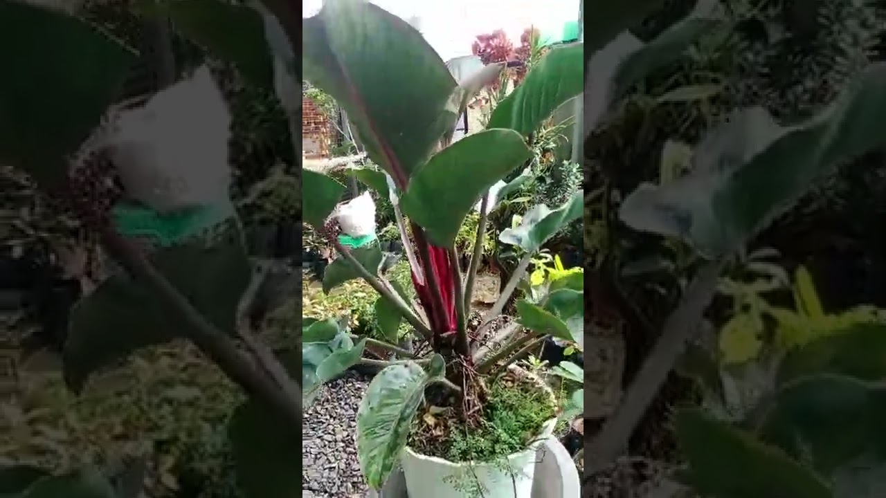 #plantito