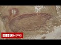 Lukisan gua binatang tertua di dunia di Indonesia - BBC News