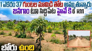 1 Acr 37 Guntas Mango Garden Sale Jangaon | Mandal Jangaon | Call 8184850330