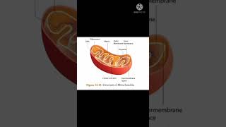 Structure of mitochondria