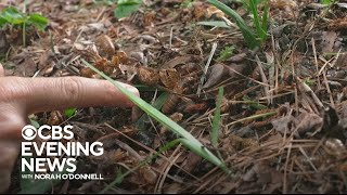 Historic Cicada Event Underway In Parts Of U.s.