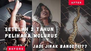 MOLURUS PYTHON SETELAH 2 TAHUN