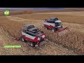 Заготовка зерна кукурузы в КФХ Натальи Зубаревой