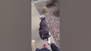 Fedex guy plays with a Husky during his delivery!
