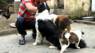Family Collies