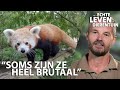 De rode panda is het favoriete dier van verzorger Janno | HET ECHTE LEVEN IN DE DIERENTUIN #4