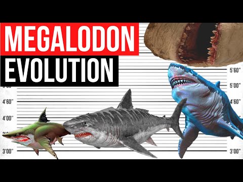 Video: Kas megalodon oli suurem kui vaalhai?