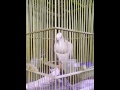 Burung puter berkicau/ Ringneck dove