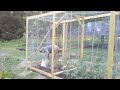 Squirrel-proof enclosure for tomato plants