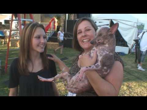 World's Ugliest Dog 2008
