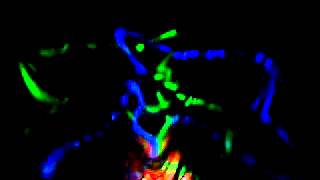 lilygreen&maguire - aint love crazy. odyssey arena