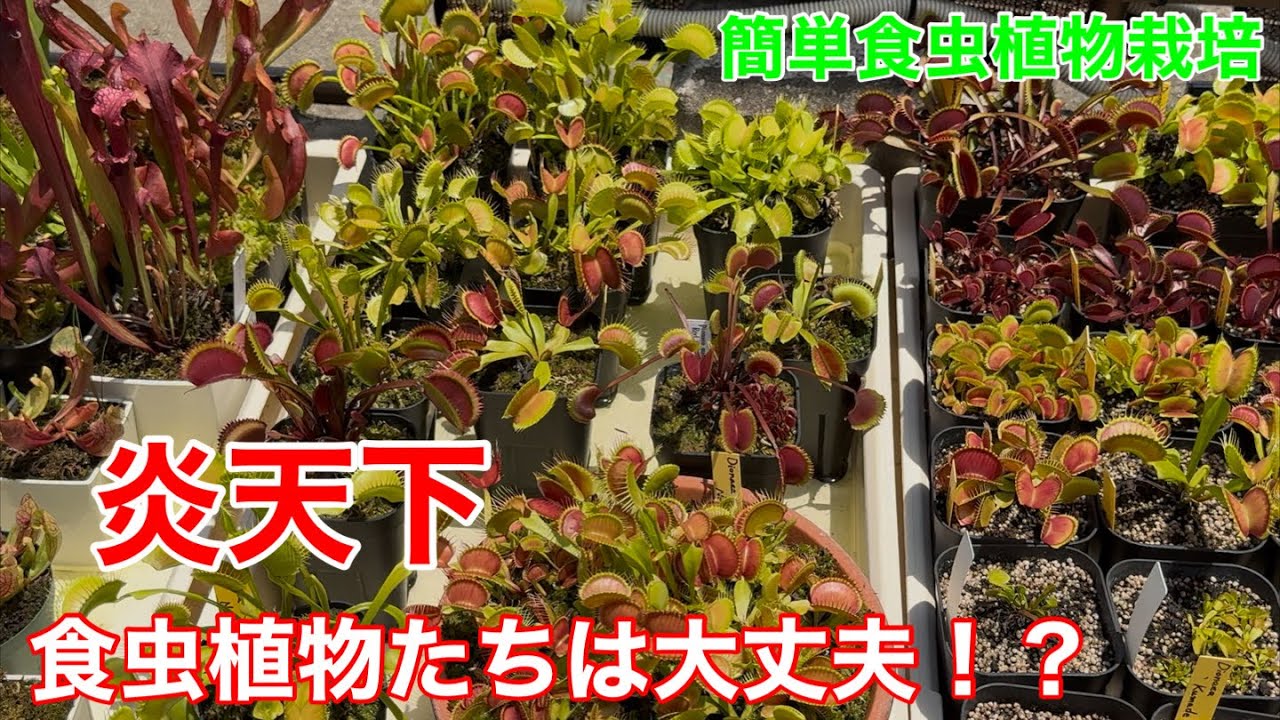 食虫植物の育て方。この夏の暑さを乗り切れる！？