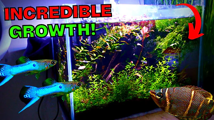 6 Months Later! No Co2 5 Gallon Endler Guppy Jungl...