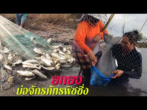 ติดต่อ ทีม งาน facebook ประเทศไทย  2022 Update  ยกยอบ่อจักรภัทรฟิชชิ่ง คุ้มมาก!!! หนองน้ำตื้นแต่มีปลาใหญ่ให้ลุ้นเพียบ