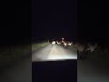 MOTORISTA FLAGRA ANIMAIS NA RODOVIA PAULO MACHADO, TRECHO DE CARIACÁ