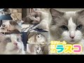 ラグドールの漢シリーズ⁉️【可愛いラスコの日常】