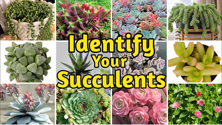 30+ Biginner-Friendly Types of Succulents | Common Succulents Identification with Name and Pictures - DayDayNews