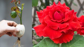Discover The Secret To Growing Roses Effectively From Cuttings by DIY Garden World 9,578 views 7 months ago 5 minutes, 27 seconds