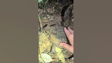 Exploring The Amazon Rainforest Snake Jungle Animal Wildlife Nature Shorts Conservation Crazy Cute 