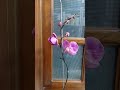 Después que florecen mis orquídeas phalaenopsis, que debo hacer