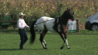 Horseman Program by Luciano Mattalia part 5