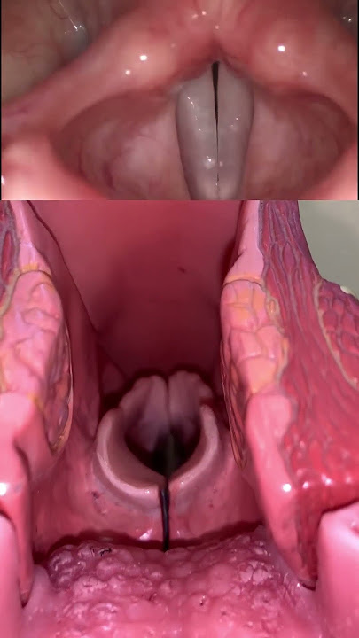 Live view of the vocal cords! #anatomy #medical #funfacts