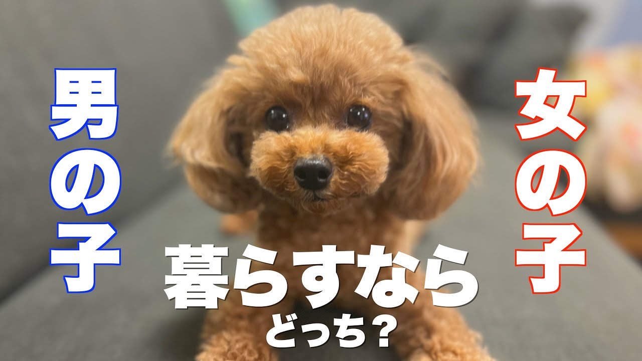 犬の性別と特徴 飼いやすさの違い 結局どっちも可愛い Youtube