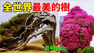 Ten most beautiful trees in the world,first one brings in 300 million yuan in revenue every year