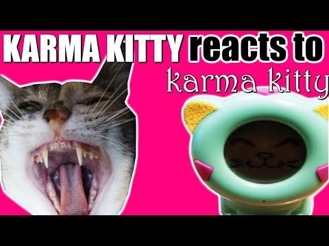 karma-kitty-reacts-to-karma-kitty-the-fortune-telling-cat---silly-felidae