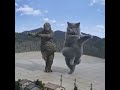 Ultraman lawan kucing